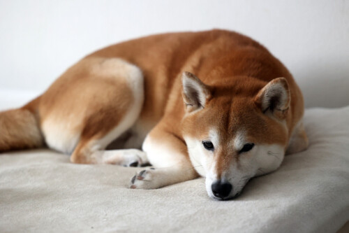 ペット撮影1（柴犬）