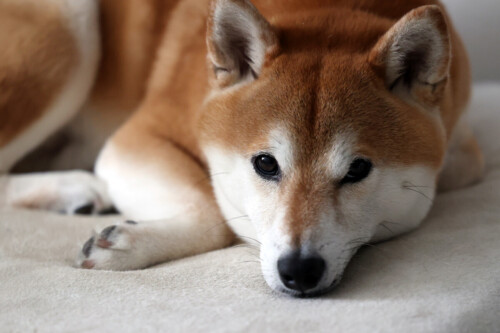 ペット撮影2（柴犬）
