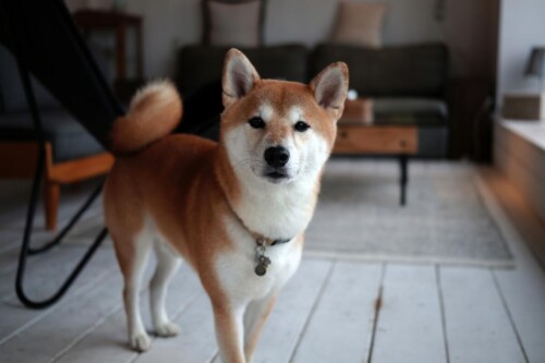 柴犬の撮影
