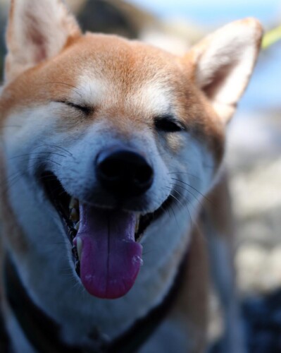 柴犬の撮影
